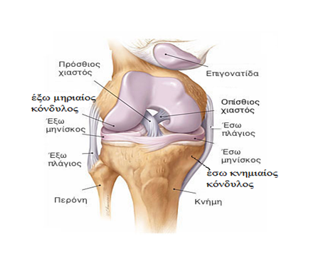 ΑΝΑΤΟΜΙΑ ΓΟΝΑΤΟΣ. ΣΥΝΔΕΣΜΟΙ