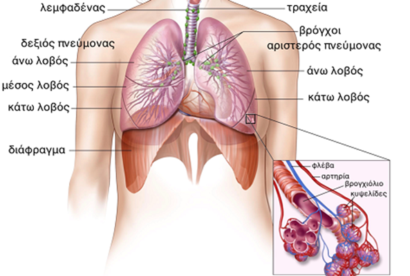 ΑΝΑΤΟΜΙΑ ΠΝΕΥΜΟΝΩΝ